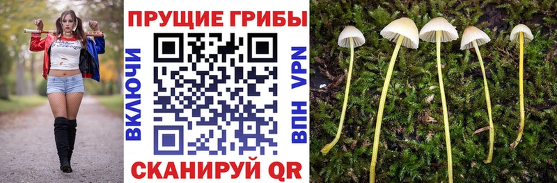 закладки  Сортавала  Псилоцибиновые грибы прущие грибы 